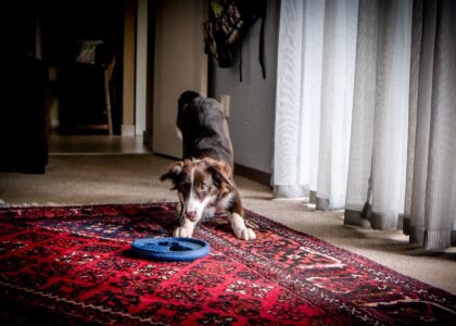 Playful Border Collie puppy fetches a frisbee on a vibrant red carpet indoors.