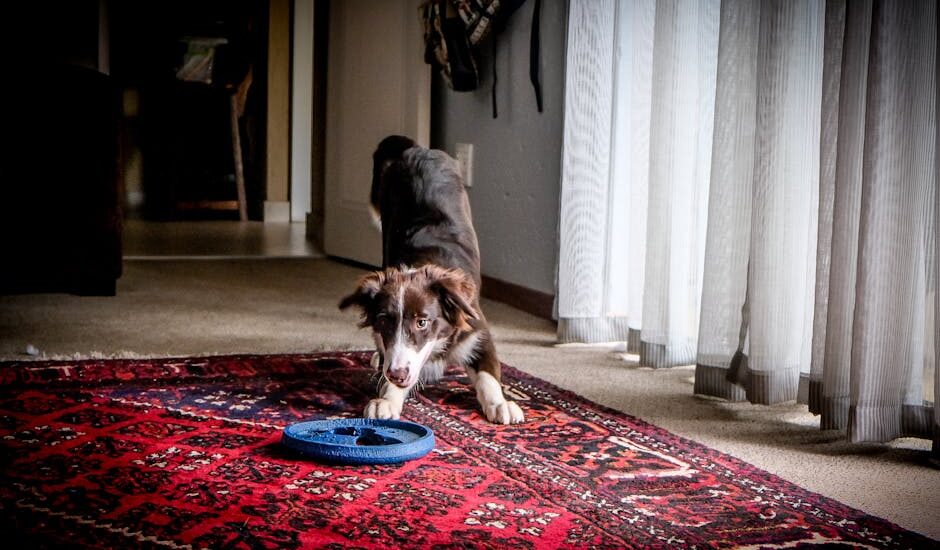 Playful Border Collie puppy fetches a frisbee on a vibrant red carpet indoors.