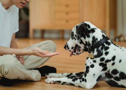 A Dalmatian dog and boy play indoors, sharing affectionate moments together.