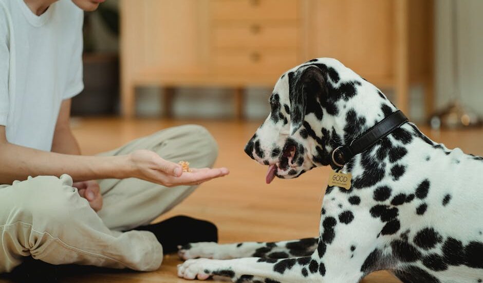 A Dalmatian dog and boy play indoors, sharing affectionate moments together.