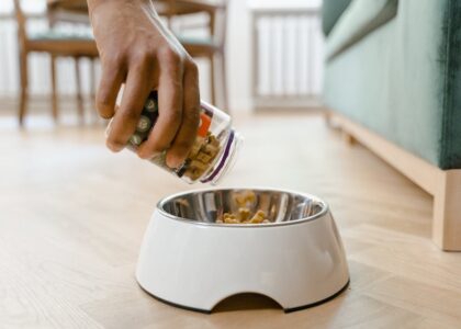 Hand pouring dry dog food into a stainless steel bowl inside a white ceramic holder, illustrating dog bowl material choices.