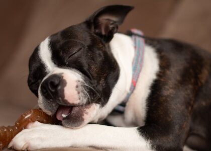 Happy Boston Terrier puppy chewing a bone toy indoors with eyes closed.