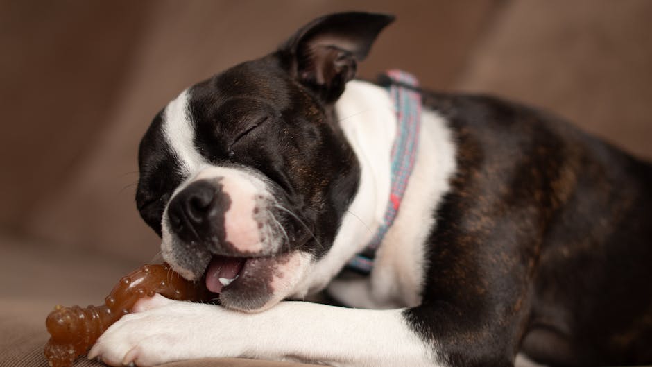Happy Boston Terrier puppy chewing a bone toy indoors with eyes closed.