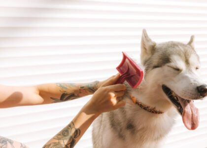 deshedding a double coated dog — A tattooed hand grooming a happy Siberian Husky dog with a pink brush.