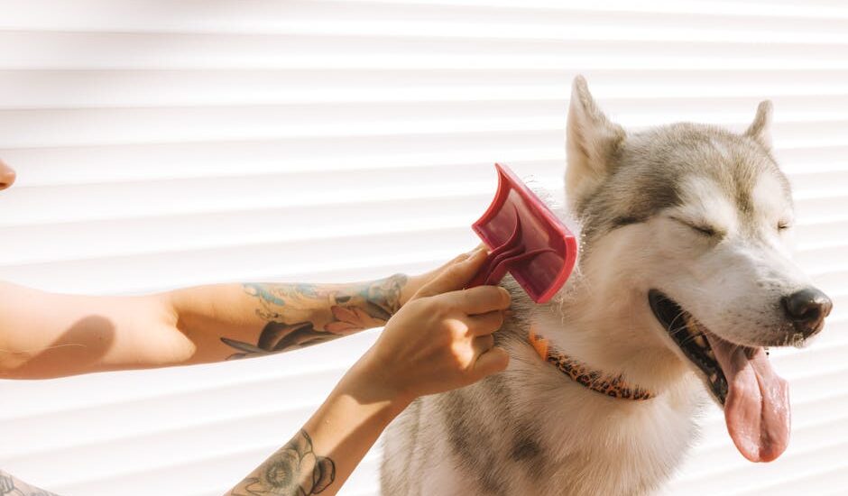deshedding a double coated dog — A tattooed hand grooming a happy Siberian Husky dog with a pink brush.