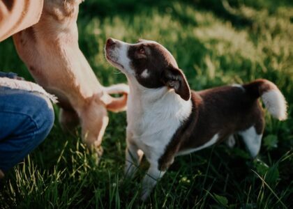 Two dogs playfully interacting in a sunlit field in Turkey, showcasing loyalty and joy.