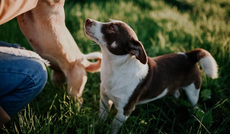 Two dogs playfully interacting in a sunlit field in Turkey, showcasing loyalty and joy.