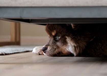 A worried dog lies under a couch, illustrating how anxiety in dogs can lead to symptoms like diarrhea.