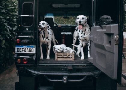 Three dalmatians in the open cargo area of an SUV, illustrating safe travel setups for dog car barriers.