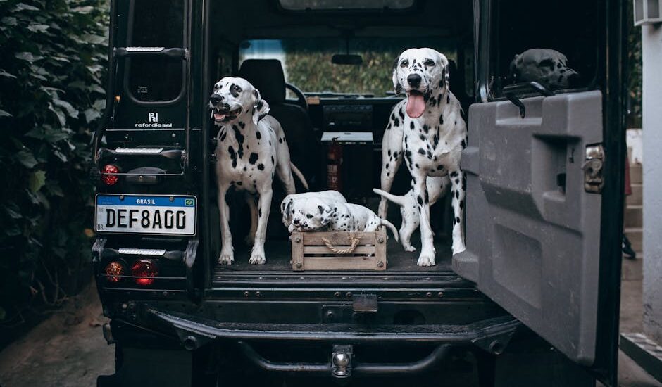 Three dalmatians in the open cargo area of an SUV, illustrating safe travel setups for dog car barriers.