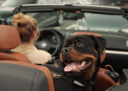 A happy Rottweiler dog in a convertible car with a woman driver in Jönköping, Sweden.