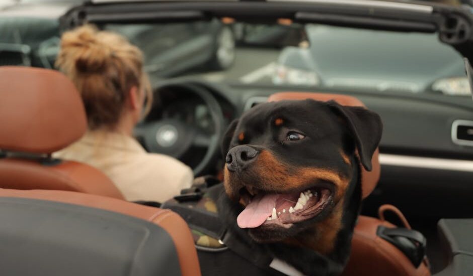 A happy Rottweiler dog in a convertible car with a woman driver in Jönköping, Sweden.