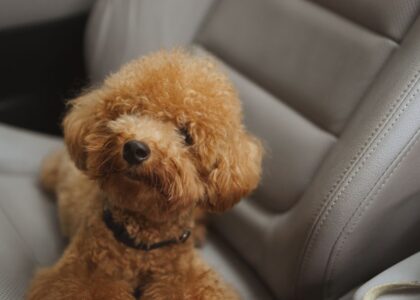 Cute brown poodle puppy sitting comfortably in a car seat, exuding warmth and charm.