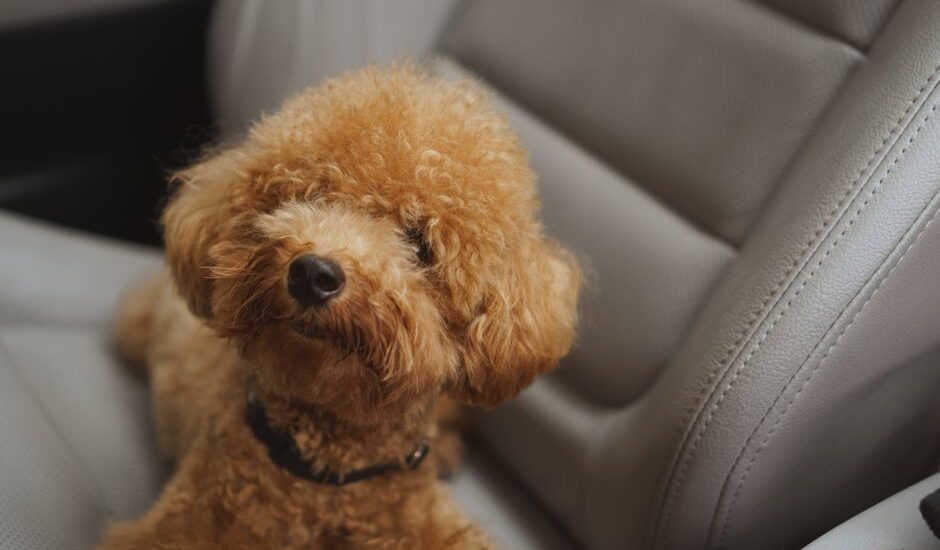 Cute brown poodle puppy sitting comfortably in a car seat, exuding warmth and charm.