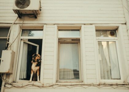 A German Shepherd dog looking out of an open window in a residential building.