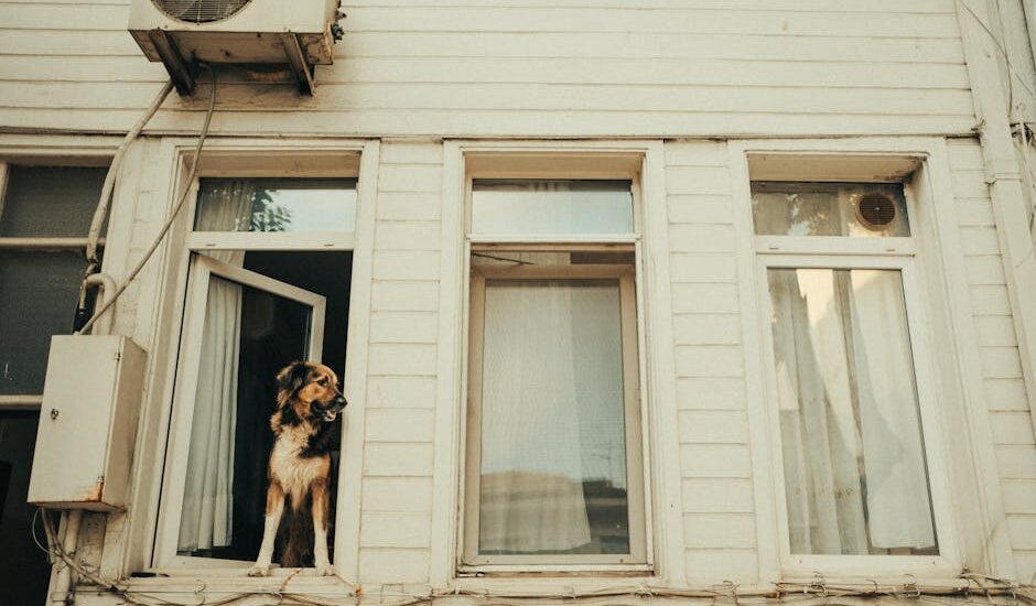 A German Shepherd dog looking out of an open window in a residential building.
