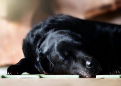 Black dog lying comfortably on a cooling mat, illustrating effective hot weather relief for dogs as discussed in the article