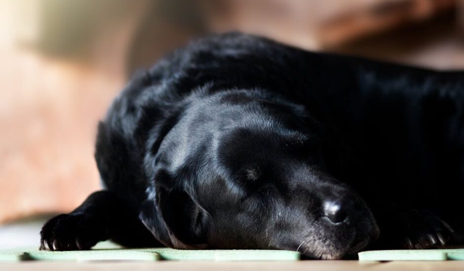 Black dog lying comfortably on a cooling mat, illustrating effective hot weather relief for dogs as discussed in the article