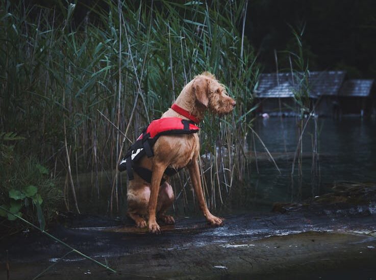 A Hungarian Wirehaired Pointer in a red life vest sits by a serene lakeside.