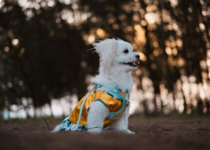 Small white dog wearing a yellow and blue cooling vest sits on the ground outside, illustrating dog cooling vest reviews.