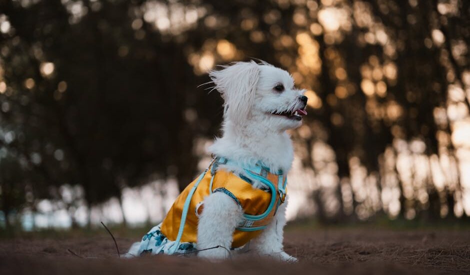Small white dog wearing a yellow and blue cooling vest sits on the ground outside, illustrating dog cooling vest reviews.
