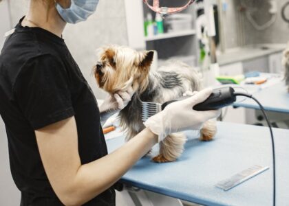 A Yorkshire Terrier getting groomed by a professional pet groomer in a modern salon setting.