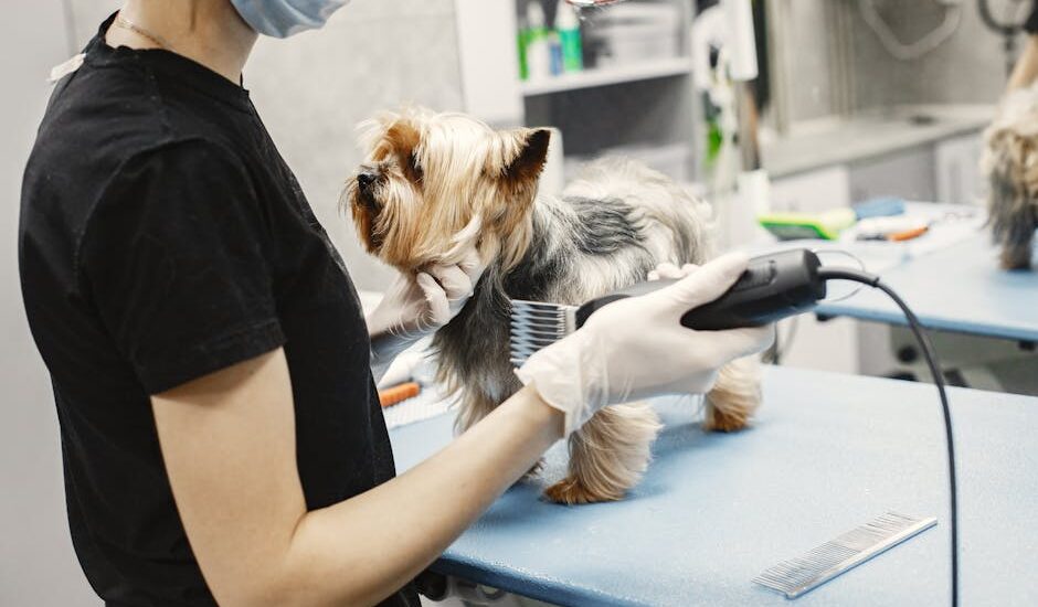 A Yorkshire Terrier getting groomed by a professional pet groomer in a modern salon setting.