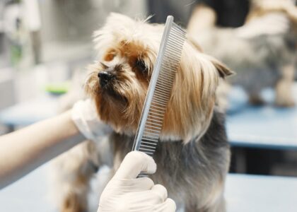 Small dog being groomed with a metal comb by a person wearing white gloves, illustrating hands-on dog grooming methods.