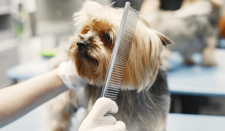 Small dog being groomed with a metal comb by a person wearing white gloves, illustrating hands-on dog grooming methods.