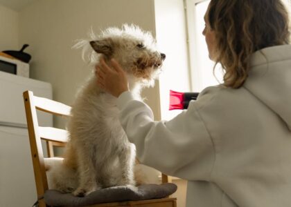 A woman gently dries her fluffy dog with a hair dryer inside a sunlit room.