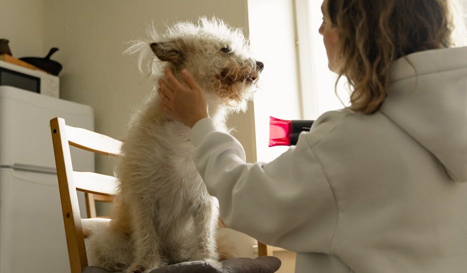 A woman gently dries her fluffy dog with a hair dryer inside a sunlit room.