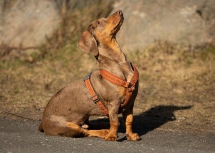 A brown dachshund wearing a harness sits on a path in sunlight, showcasing its inquisitive expression.