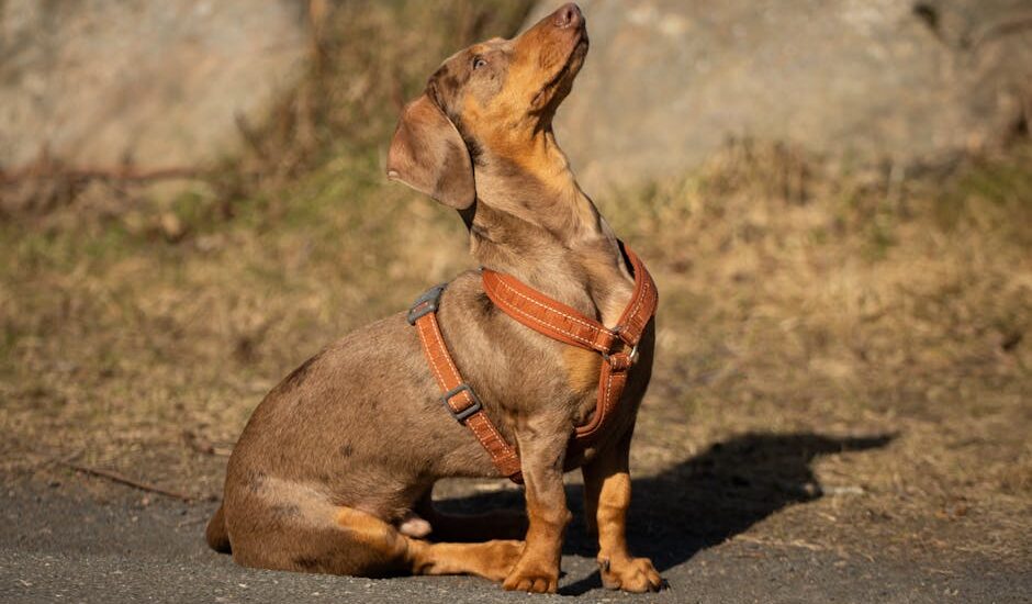 A brown dachshund wearing a harness sits on a path in sunlight, showcasing its inquisitive expression.