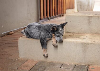 Young puppy lying on a concrete step, highlighting the challenges dogs may face with stairs versus ramps.