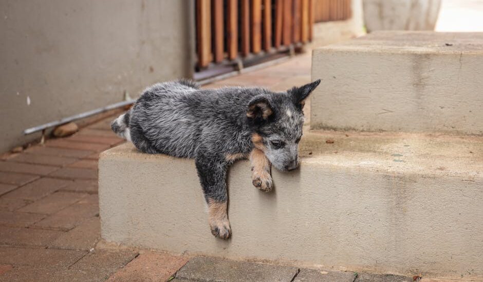 Young puppy lying on a concrete step, highlighting the challenges dogs may face with stairs versus ramps.