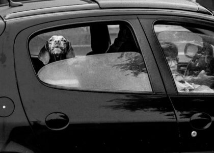 Black and white photo of a dog looking out a car window in Buenos Aires.