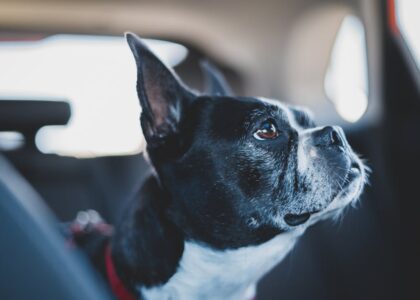 Small black and white dog secured with a harness in a car, illustrating dog seat belt safety for travel reviews