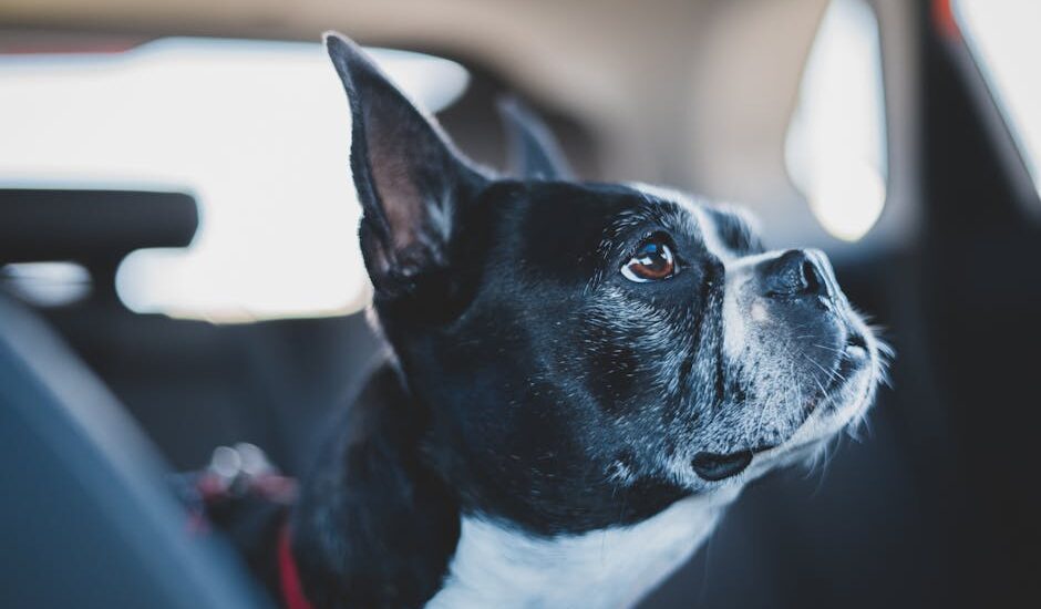 Small black and white dog secured with a harness in a car, illustrating dog seat belt safety for travel reviews