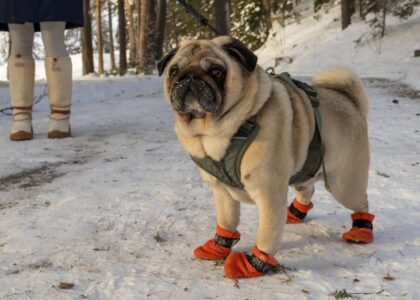 A pug in orange snow boots stands on snow, showcasing dog snow boots for winter adventures.