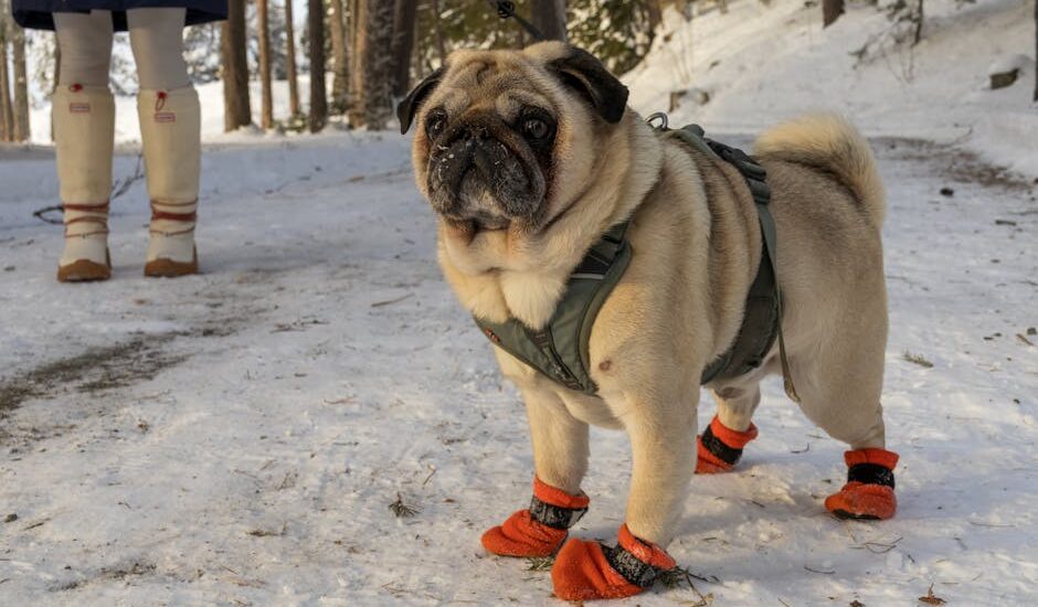 A pug in orange snow boots stands on snow, showcasing dog snow boots for winter adventures.