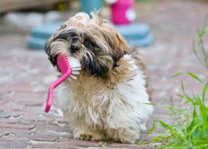 Shaggy small dog standing on a brick path holding a pink toothbrush, illustrating dog dental care products in use.