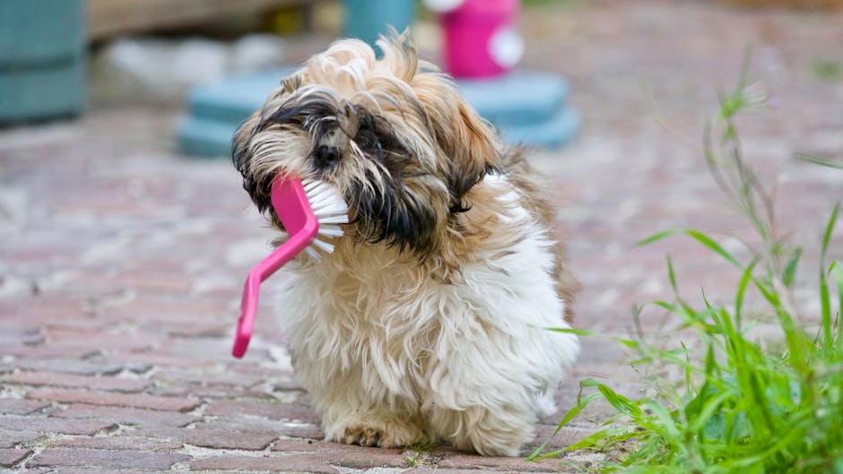 Shaggy small dog standing on a brick path holding a pink toothbrush, illustrating dog dental care products in use.