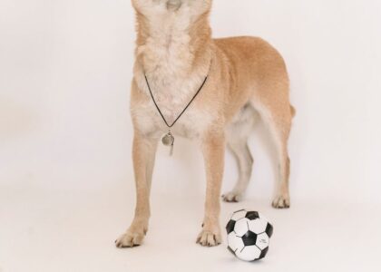 A tan dog wearing a metal whistle on a cord stands beside a small soccer ball, illustrating practical dog whistle use.