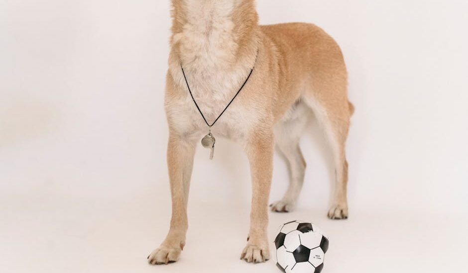 A tan dog wearing a metal whistle on a cord stands beside a small soccer ball, illustrating practical dog whistle use.