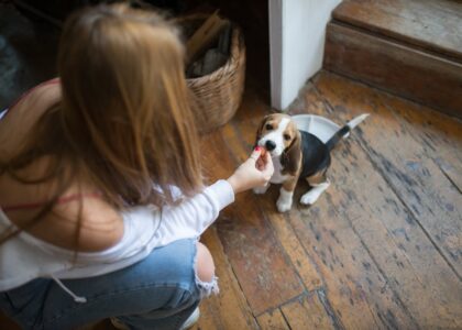 how can i help my dog settle and focus on me — A young woman feeds a beagle puppy indoors, showcasing companionship and care.