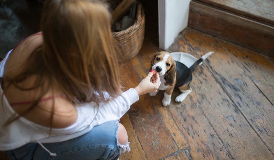 how can i help my dog settle and focus on me — A young woman feeds a beagle puppy indoors, showcasing companionship and care.