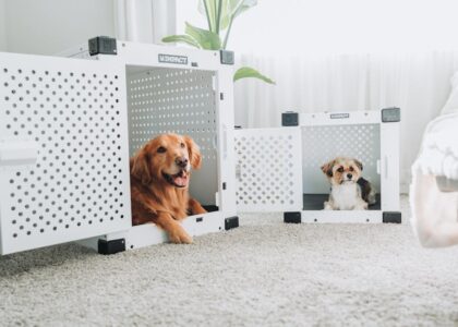 Two adult dogs, a golden retriever and a small mixed breed, resting calmly in white metal crates in a bright bedroom, illustrating crate training for older resc