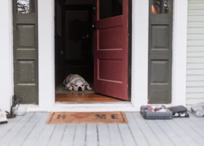 A dog lying on a porch entrance with an open door, creating a welcoming home scene.