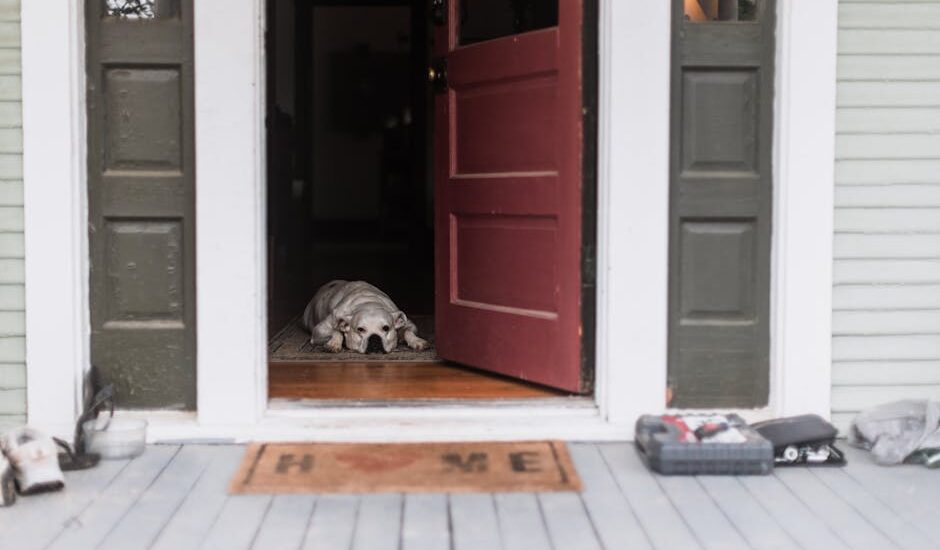A dog lying on a porch entrance with an open door, creating a welcoming home scene.