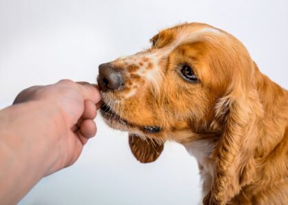 A person giving oral medication to a dog, illustrating how to administer meds safely.